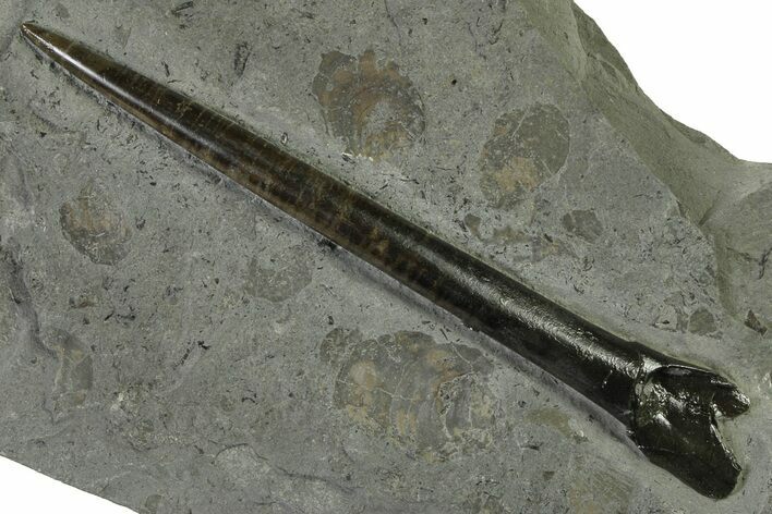 Fossil Belemnite (Acrocoelites) Rostrum - Germany #335227